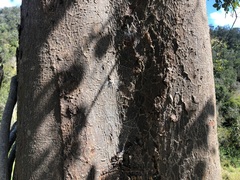 Flindersia australis