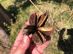 Flindersia australis