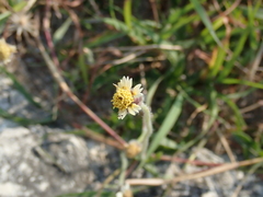 Tridax procumbens