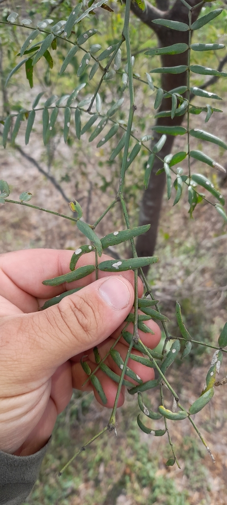 Prosopis hassleri Harms 3