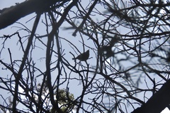 Acanthiza pusilla