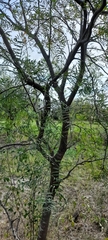 Prosopis hassleri