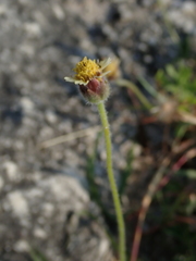 Tridax procumbens