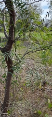 Prosopis hassleri