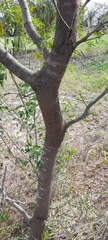 Prosopis hassleri