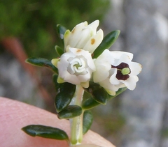 Erica petiolaris