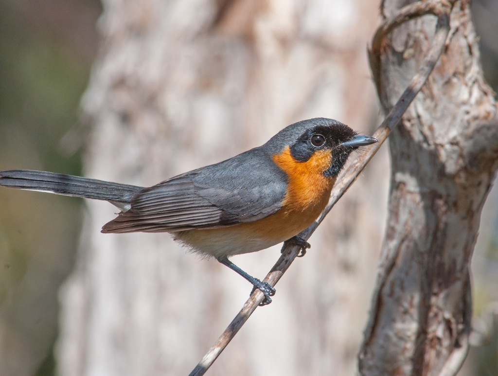 Australian Spectacled Monarch (Symposiachrus trivirgatus) photo