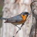 Spectacled Monarch - Photo (c) John Serrao, some rights reserved (CC BY-NC), uploaded by John Serrao