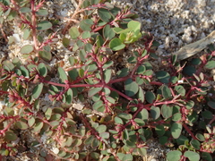 Euphorbia makinoi