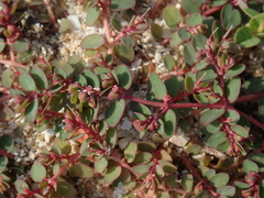 Euphorbia makinoi