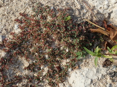 Euphorbia makinoi