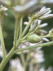 Anthodiplosis eutrochii