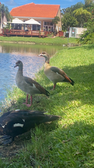 Alopochen aegyptiaca