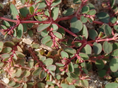 Euphorbia makinoi