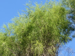 Melaleuca irbyana