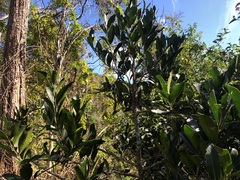 Siphonodon australis