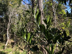 Siphonodon australis