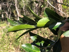 Siphonodon australis