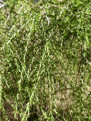 Melaleuca irbyana