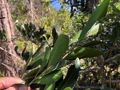 Siphonodon australis