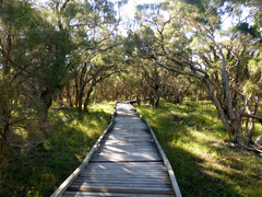 Melaleuca irbyana