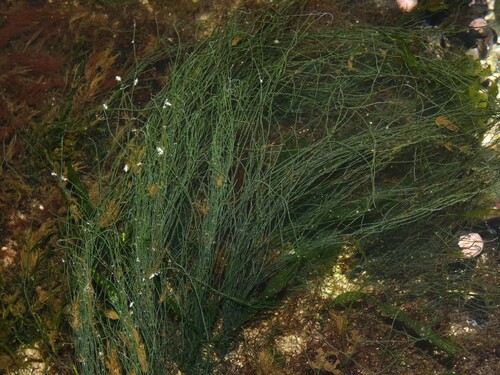 Chaetomorpha