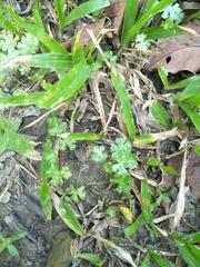 Hydrocotyle batrachium