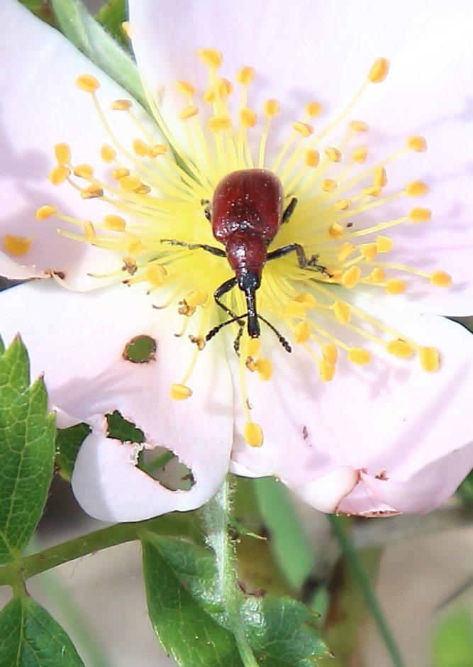 Eastern Rose Curculio