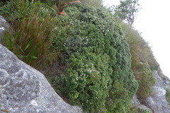Erica petiolaris