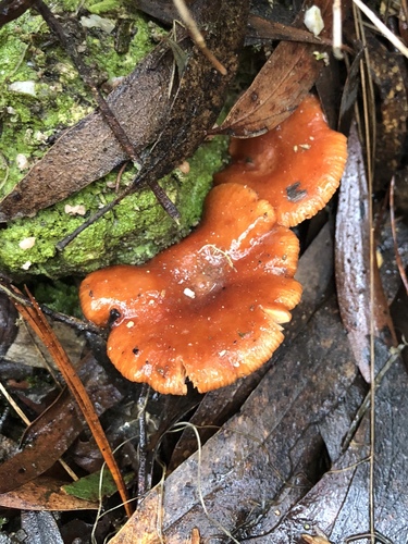 Lactarius eucalypti image
