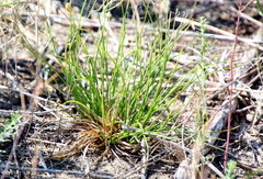 Carex richardsonii