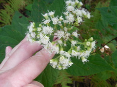 Ageratina roanensis