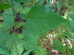 Ageratina roanensis