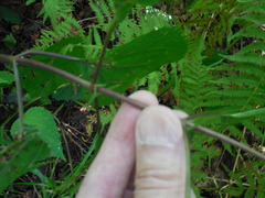 Ageratina roanensis