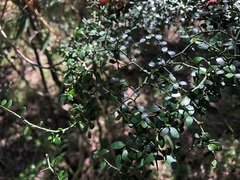 Everistia vacciniifolia nervosa