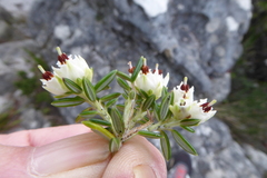 Erica petiolaris