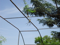 Trichonephila senegalensis