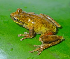 Litoria revelata