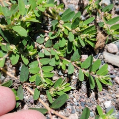 Euphorbia maculata