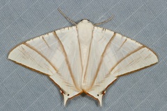 Ourapteryx picticaudata