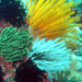 Crinoidea - Photo (c) http://www.colours.dk/, μερικά δικαιώματα διατηρούνται (CC BY-SA)