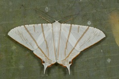 Ourapteryx podaliriata