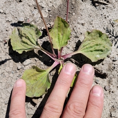 Plantago major