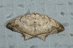 Oxymacaria temeraria