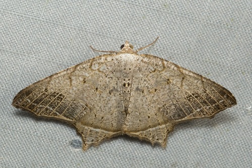 Oxymacaria temeraria (Swinhoe, 1891)