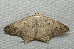 Oxymacaria temeraria