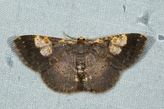 Peratophyga venetia