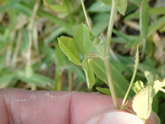 Medicago lupulina