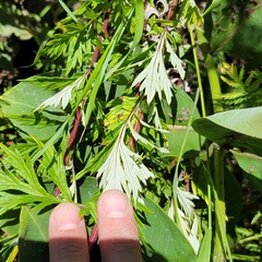 Artemisia vulgaris
