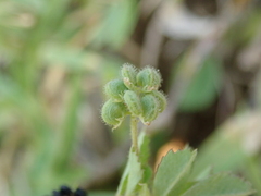 Medicago lupulina